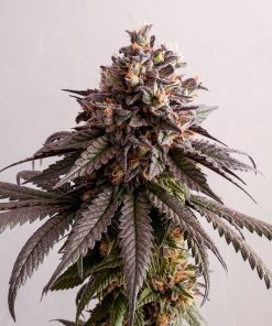 Gelato-K - Femminizzati Stagionali