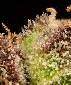 girl scout cookies2