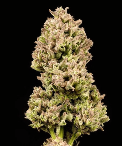 girl scout cookies3