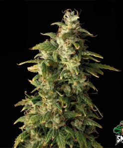 gorilla glue