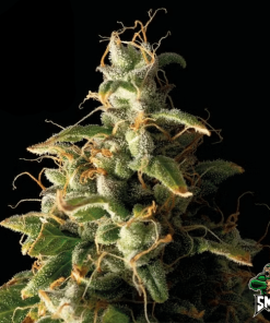 gorilla glue2