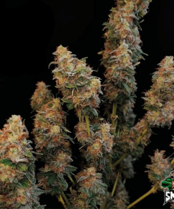 gorilla glue3
