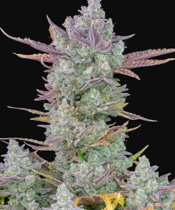Gorilla Cookies Auto - Autofiorenti Femminizzati
