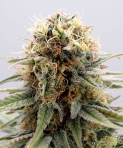 GSC - Femminizzati Stagionali