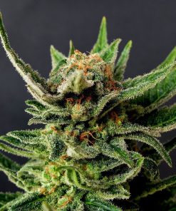 Gypsy Kush - Femminizzati Stagionali