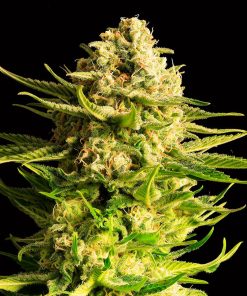 Indica Cream - Femminizzati Stagionali
