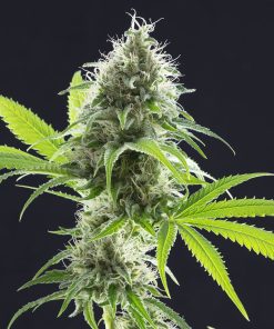Kama Kush CBD - Femminizzati Stagionali