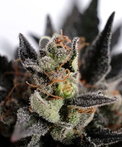 Lemon Haze Auto - Autofiorenti Femminizzati