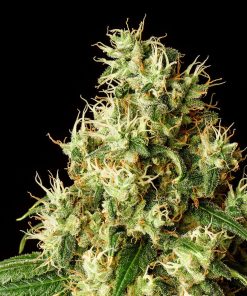 Mimosa Dream - Femminizzati Stagionali