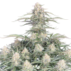 northern lights auto