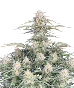 northern lights auto