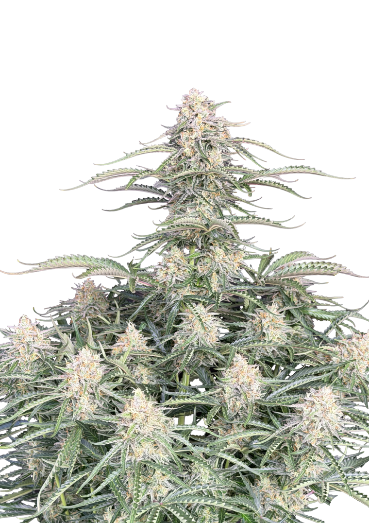 northern lights auto