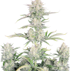 og kush auto