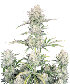 og kush auto