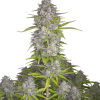 orange sherbet auto