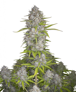 orange sherbet auto