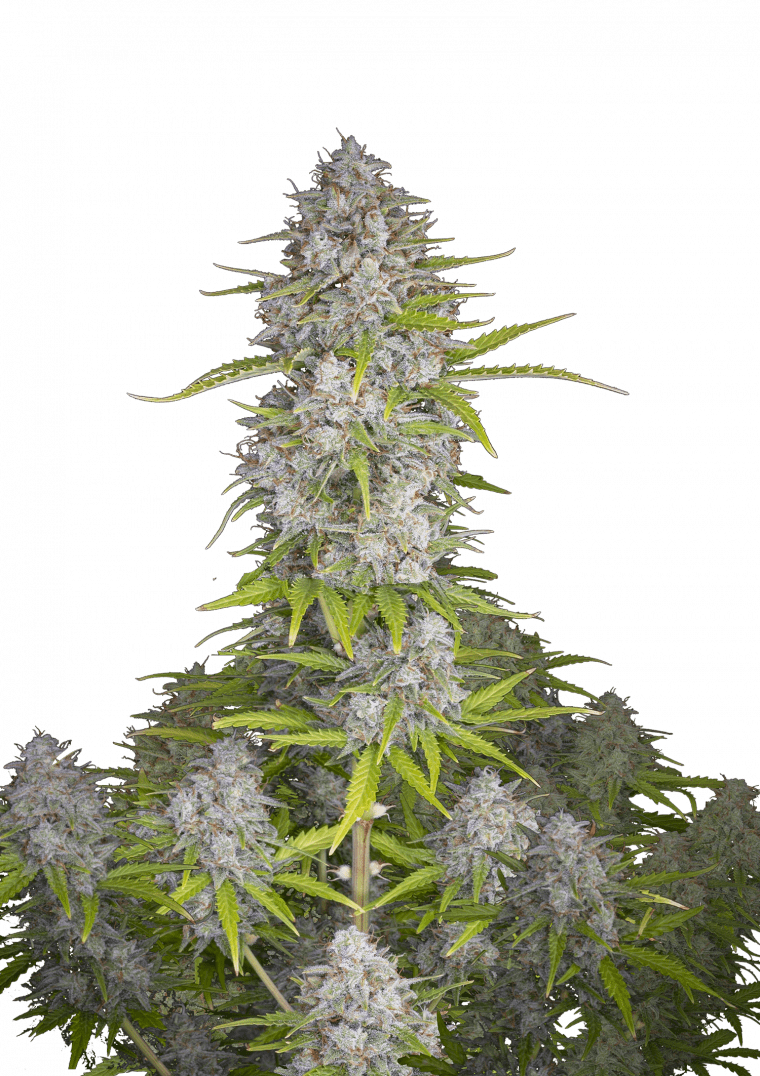 orange sherbet auto