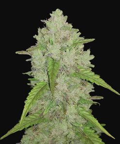 Amnesia Haze Auto Original - Autofiorenti Femminizzati