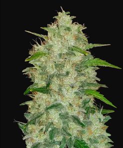 Chemdawg Auto Original - Autofiorenti Femminizzati