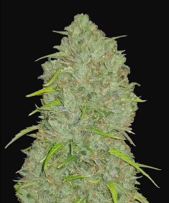 Jack Herer Auto Original - Autofiorenti Femminizzati