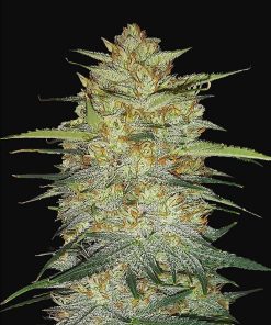 OG Kush Auto Original - Autofiorenti Femminizzati