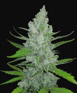 Sour Diesel Auto Original - Autofiorenti Femminizzati