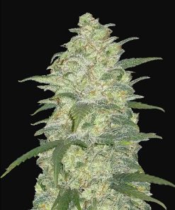 White Widow Auto Original - Autofiorenti Femminizzati
