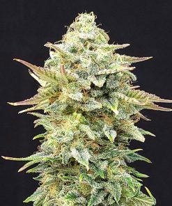 Pineapple Dream - Femminizzati Stagionali