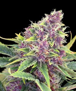 Purple Kush - Femminizzati Stagionali