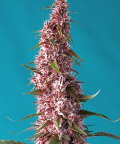 Red Pure Auto CBD - Autofiorenti Femminizzati