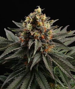Sativa Dream - Femminizzati Stagionali
