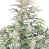 sour diesel auto