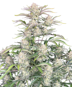 sour diesel auto