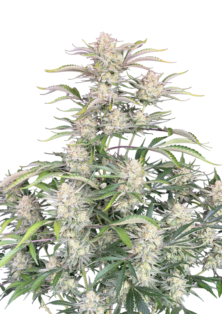sour diesel auto