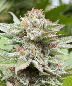 Strawberry Haze Auto - Autofiorenti Femminizzati