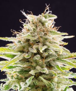 Super OG Kush - Femminizzati Stagionali
