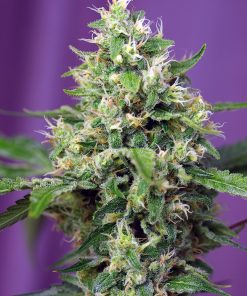 Sweet Amnesia Haze XL Auto - Autofiorenti Femminizzati