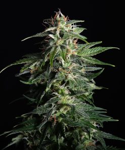 Swiss Dream Auto CBD - Autofiorenti Femminizzati