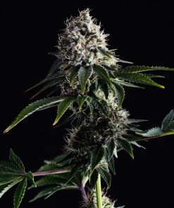 Swiss Dream CBD - Femminizzati Stagionali