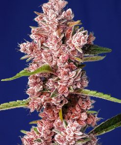 Tropicanna Poison F1 Fast Version - Femminizzati Stagionali