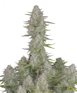 wedding cheesecake auto