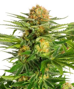 White Domina - Femminizzati Stagionali