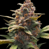 barneys ayahuasca