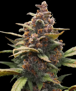 barneys ayahuasca