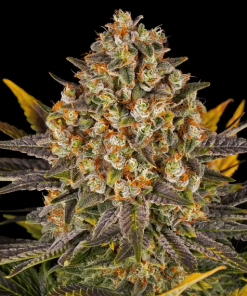 barneys bananapunch