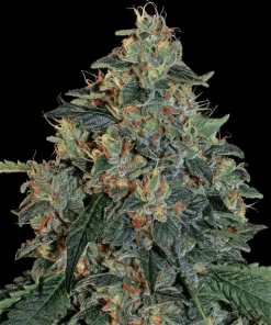 barneys blueberryog
