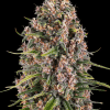 barneys bluecheese