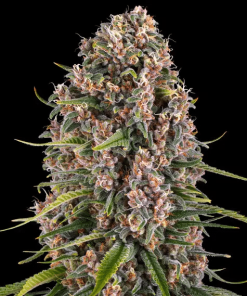 barneys bluecheese
