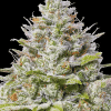 barneys bluegelato41