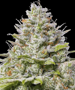 barneys bluegelato41